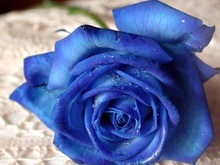 Японцы вывели голубую розу