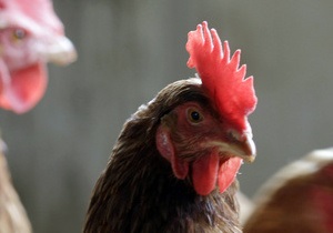 Птицефабрика, где уничтожались цыплята, продается за один рубль