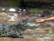 Австралиец подстрелил товарища в пасти крокодила