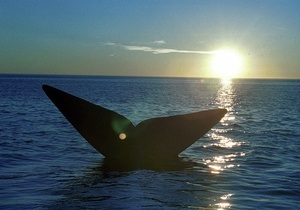 В Аргентине начинается сезон наблюдения за китами