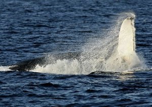 Австралийские защитники природы взорвали больного кита