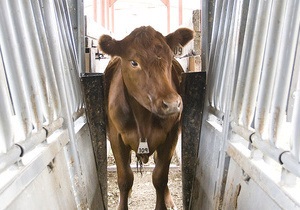 На ферме в Николаевской области корова заболела бешенством
