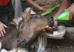 В Грузии родился двухголовый теленок с тремя ушами и четырьмя глазами