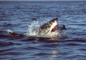 В Приморском крае запретили купание из-за нападения акул на людей