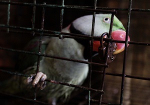 Украинец пытался незаконно провезти из Венгрии 35 декоративных птиц