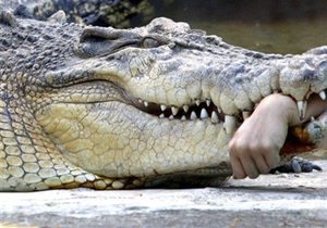 В Московском цирке крокодил укусил служащего