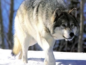 В Херсонской области появились опасные стаи волков