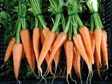 Ученые вывели сверхпитательную морковь