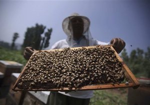 У британских ученых похитили несколько тысяч пчел