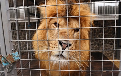 В Германии на сотрудницу зоопарка напал лев