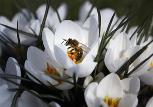 Новости науки: Пестициды ухудшают умственные способности пчел - ученые