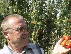 Ужгородский огородник вырастил четырехметровые помидоры