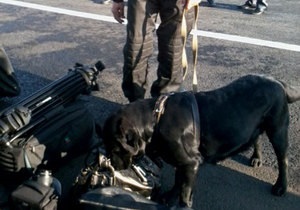 В Донецке охранники Януковича с собаками обыскали журналистов