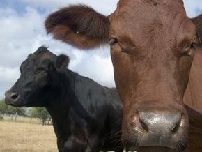 Пожар в Чернигове: погиб сторож опытного хозяйства и 32 коровы