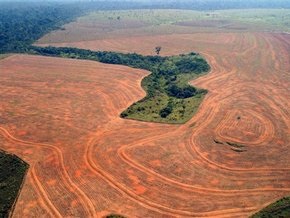 Бразилия сократит вырубку деревьев