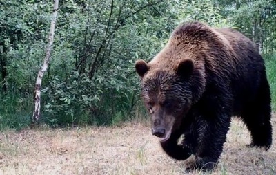 В РФ ведмідь напав на туристів: загинув підліток