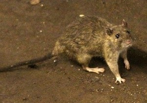 Археологи обнаружили самых больших крыс, когда-либо живших на Земле