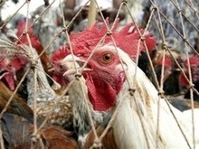 Птичий грипп обнаружен в Турции