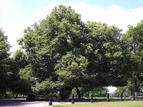 В Киеве 10 деревьев стали памятниками