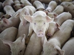 Минздрав призвал украинцев ограничить контакты со свиньями