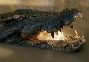Киевский зоопарк проведет акцию Обед крокодила