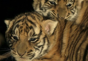 В Германии за убийство трех тигрят судят директора одного из зоопарков