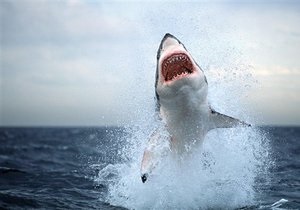 У побережья Флориды акула напала на серфингиста: жертва скончалась от полученных ран