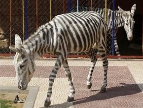 В зоопарке Газы две ослицы превратились в зебр
