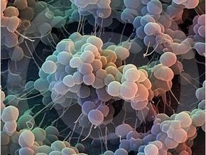 Бактерии научились производить наноструктуры из ДНК