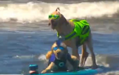 У Каліфорнії визначили найкращого собаку-серфінгіста