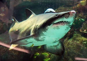 Фотогалерея: Рыбный день. Акция в защиту акулы в ТРЦ Ocean Plaza
