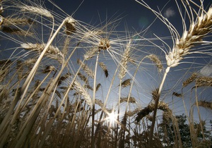 В Донецкой области предприниматель совершил хищение пшеницы на сумму в 1,4 млн гривен