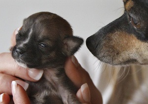 Фотогалерея: Малютка Бейoнсе. Самая маленькая собака в мире