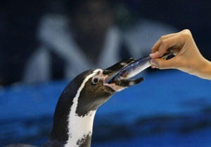 Австралийский суд признал двух британцев виновными в краже пингвина