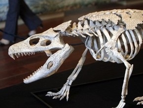 Палеонтологи нашли останки уникального крокодила-броненосца