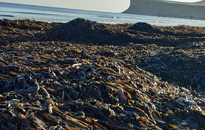 На пляжах Британії знайшли тисячі загиблих морських мешканців