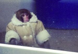 В Торонто в магазин IKEA пришла обезьяна в пальто