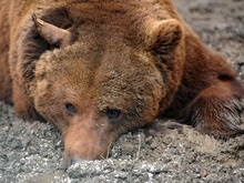 Трагедия в Николаевском зоопарке: новые подробности