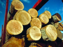 Львовские чиновники помогли незаконно вывезти лесоматериалы почти на 1 млн грн