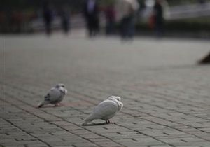Новости Великобритании: В Англии находят сотни мертвых птиц