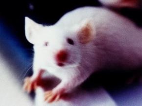 Биологи обнаружили в мозге мышей вещества, действующие как марихуана