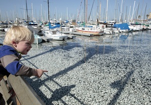 Фотогалерея: Рыбный день. На побережье Калифорнии вынесло миллион мертвых сардин