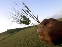 Минэкономики рассмотрит целесообразность квотирования экспорта зерна