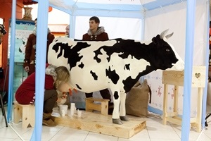 Чудо-корова накормит пломбиром жителей Одессы