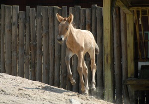 Фотогалерея: Я - маленькая лошадка. В киевском зоопарке родился жеребенок лошади Пржевальского