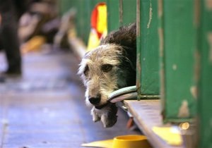 В Италии собака, оставленная в одиночестве, выпрыгнула с седьмого этажа