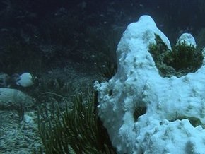 У берегов Ирландии обнаружен гигантский коралловый риф