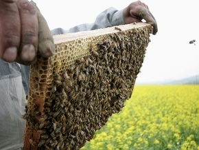 С британской королевской пасеки украли полмиллиона пчел
