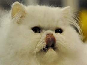 Китайские активисты спасли 800 котов от съедения