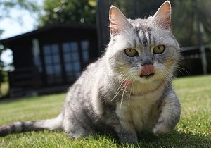 В Великобритании живет самая громкая кошка в мире